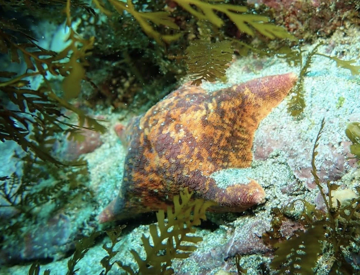 A bat star.