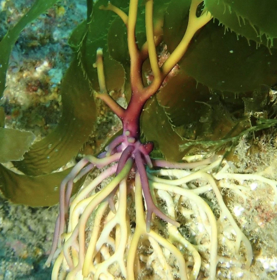 Close-up of giant kelp with yellow and purple roots and large green leaves, underwater.