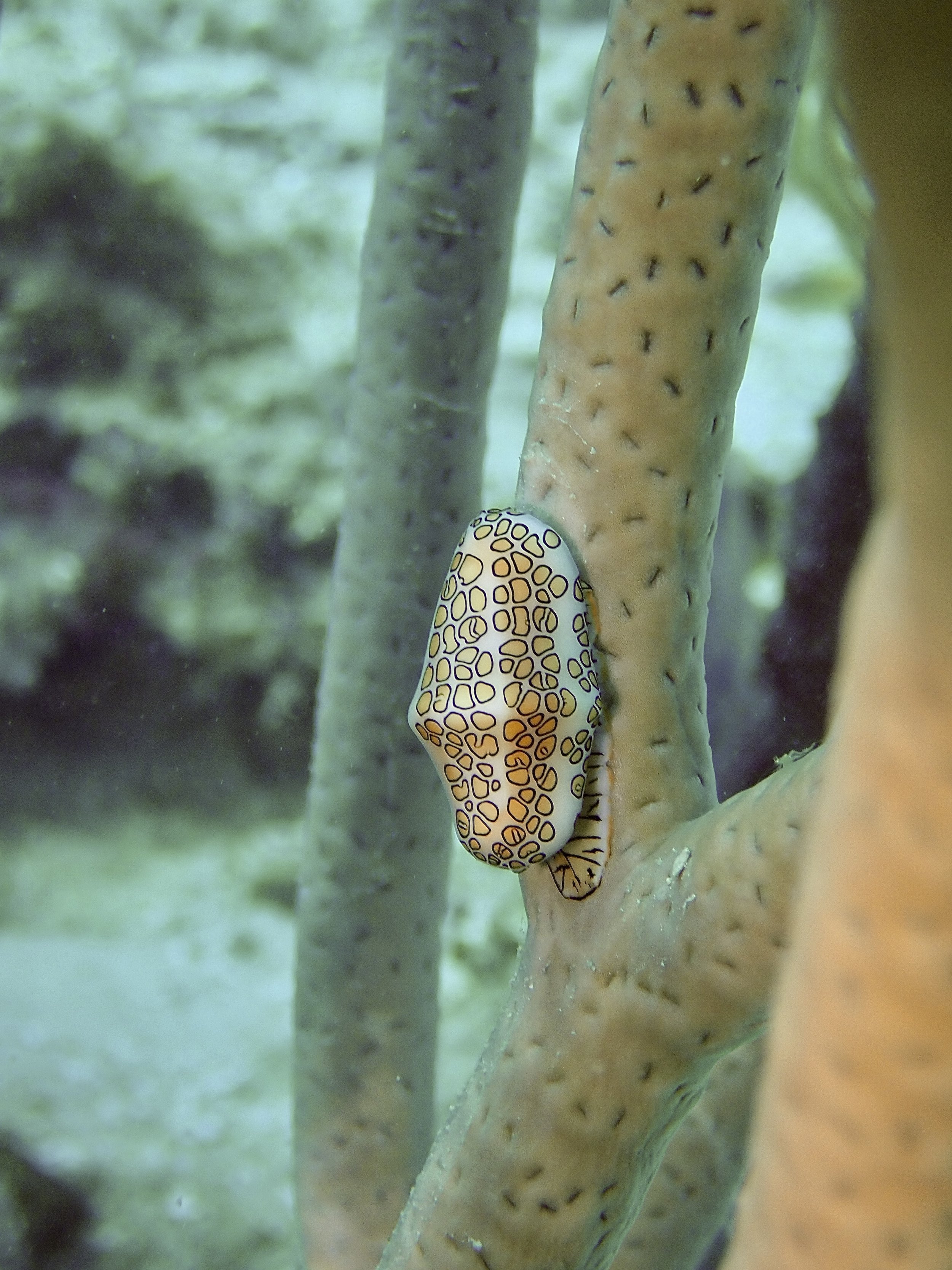 Close-up of a flamingo tongue snail.