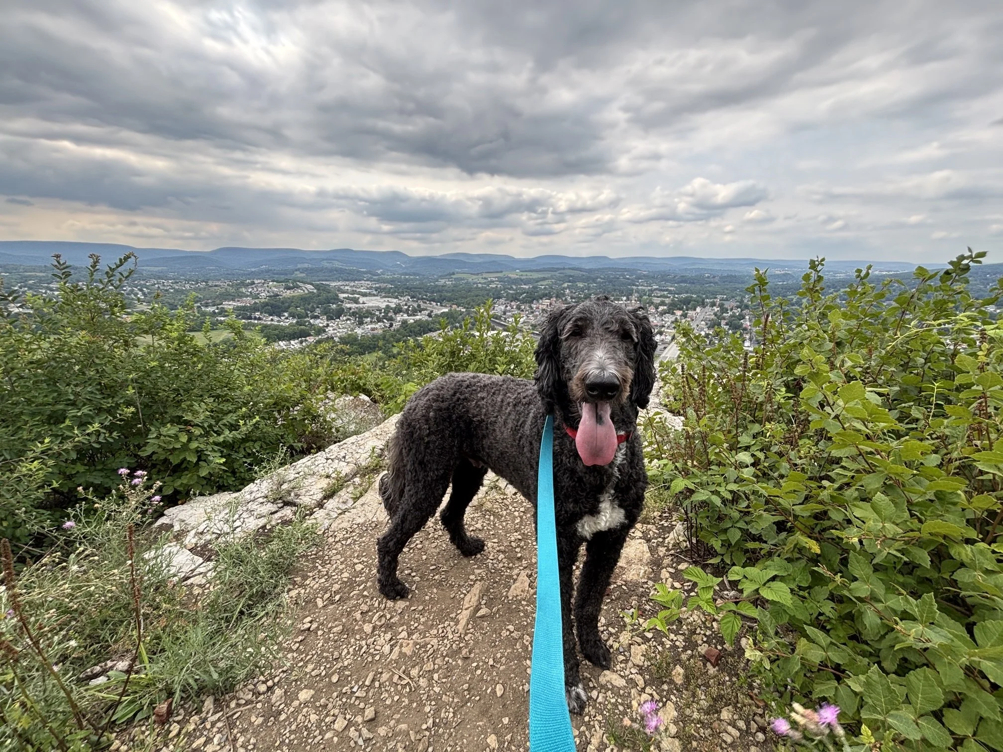 A black and white dog with curly fur and a wet tongue standing on a rocky trail with greenery, overlooking a city and distant hills under cloudy sky.