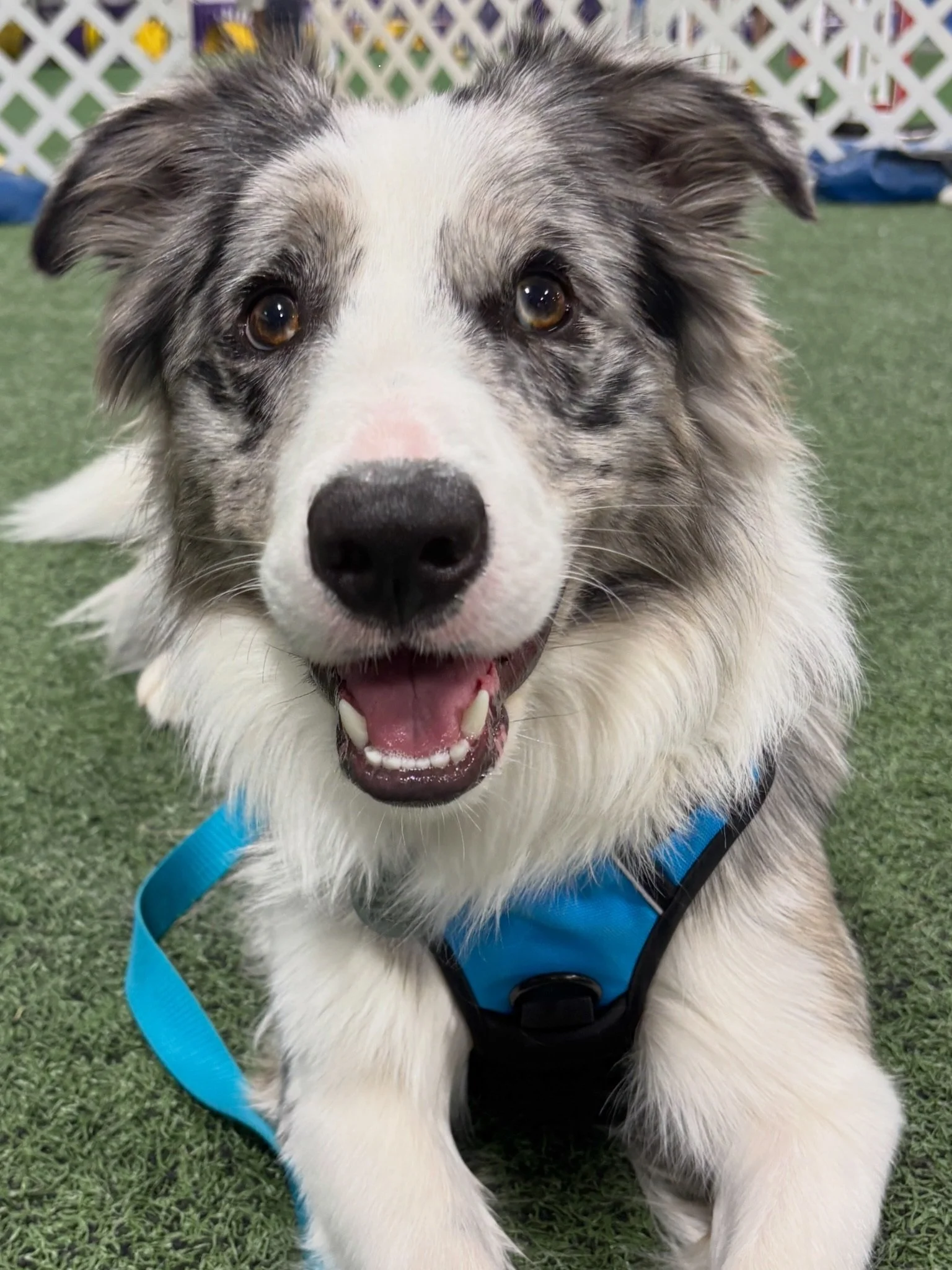 A happy Australian Shepherd puppy with blue eyes, wearing a blue harness, sitting on artificial grass with a white lattice fence in the background.