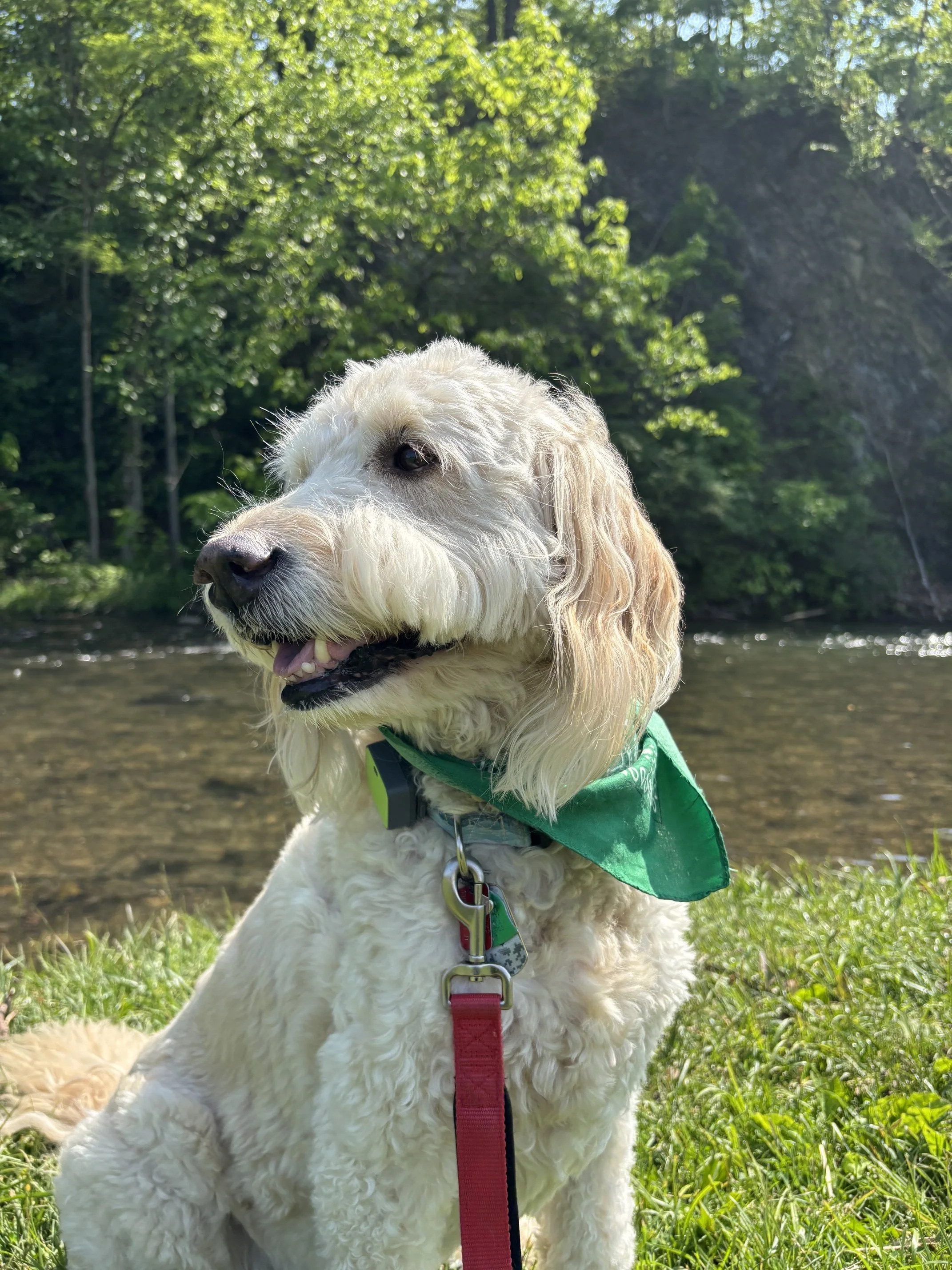 A curly-haired, cream-colored dog with a green bandana around its neck sitting outdoors on a grassy area by a river, with green trees and a bright blue sky in the background.