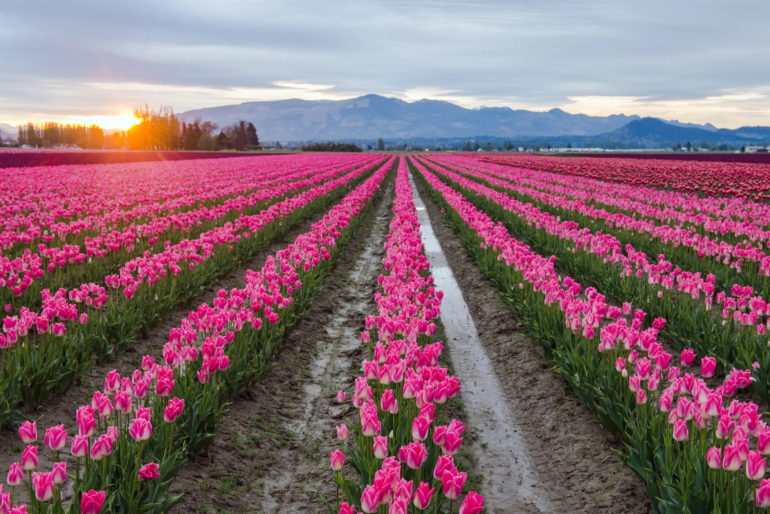 Skagit Valley.jpeg