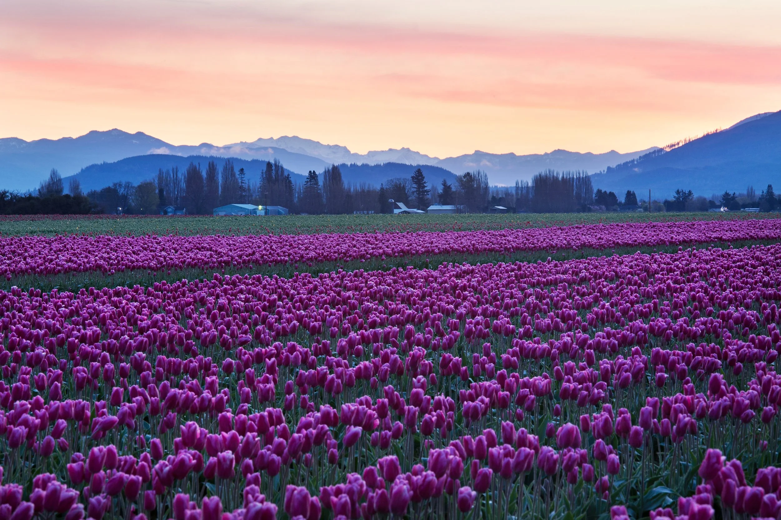 Skagit Valley Tulip Fields.jpeg