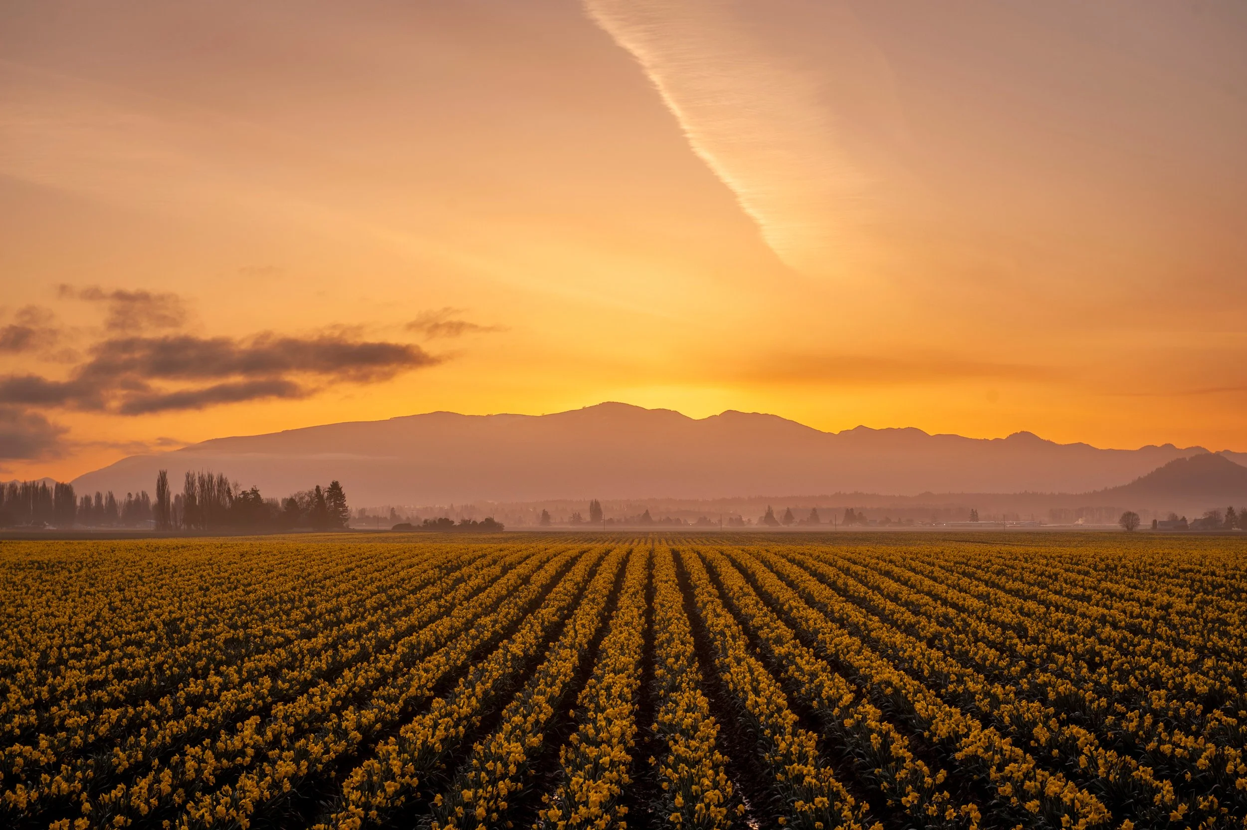 A vast field of blooming yellow flowers extends toward distant mountains under a colorful sunset sky with orange, pink, and purple hues and a streaky cloud.