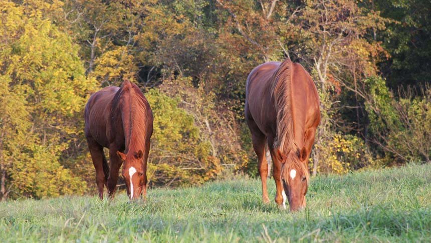 2horseseating.jpg