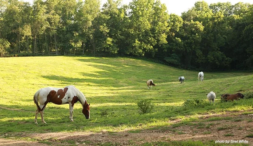 horses-field.jpg