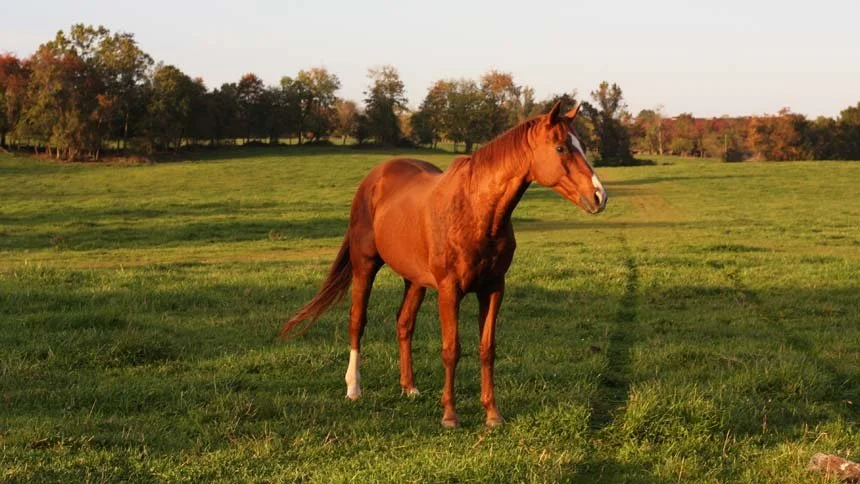 closeup-prettyhorse.jpg