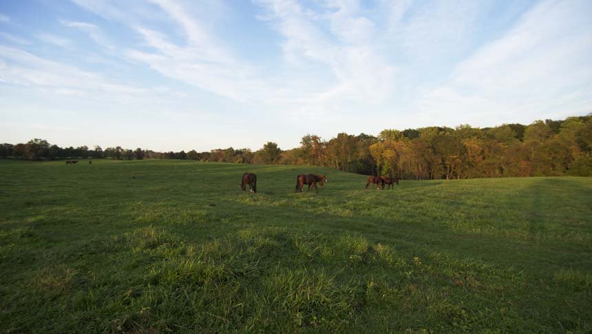 pretty-field-shot.jpg
