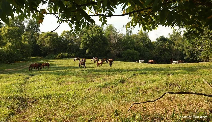 new-field-horses-2.jpg