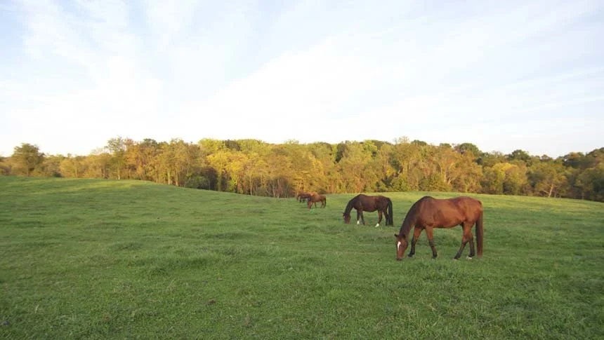 4-horses.jpg