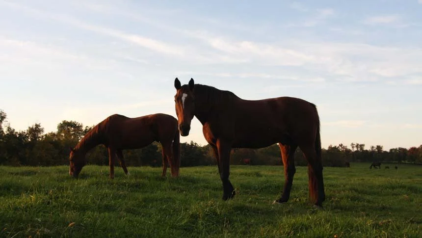 verynice-2-horses.jpg