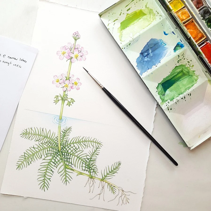 Nature & Botanical Sketching