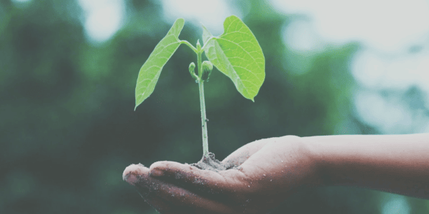 A person holding a small young green plant with leaves in their hand outdoors.