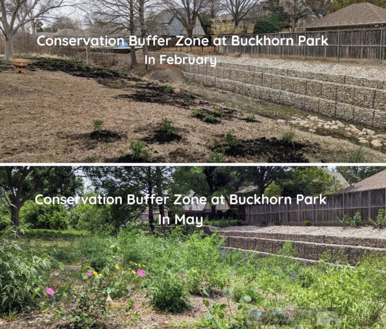 Comparison of a garden at Buckhorn Park showing plant growth and landscape changes from February to May.
