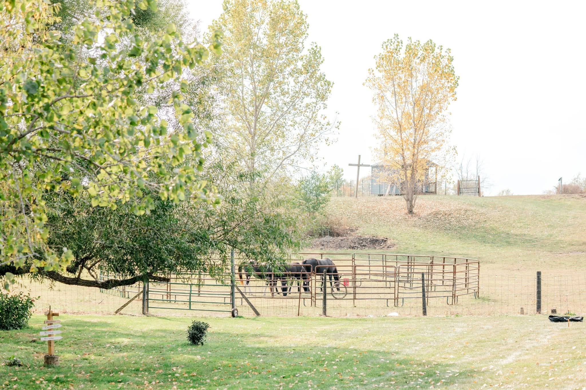A rural scene with a grassy field, trees with yellow and green leaves, a fenced area with horses, and a small building in the background.