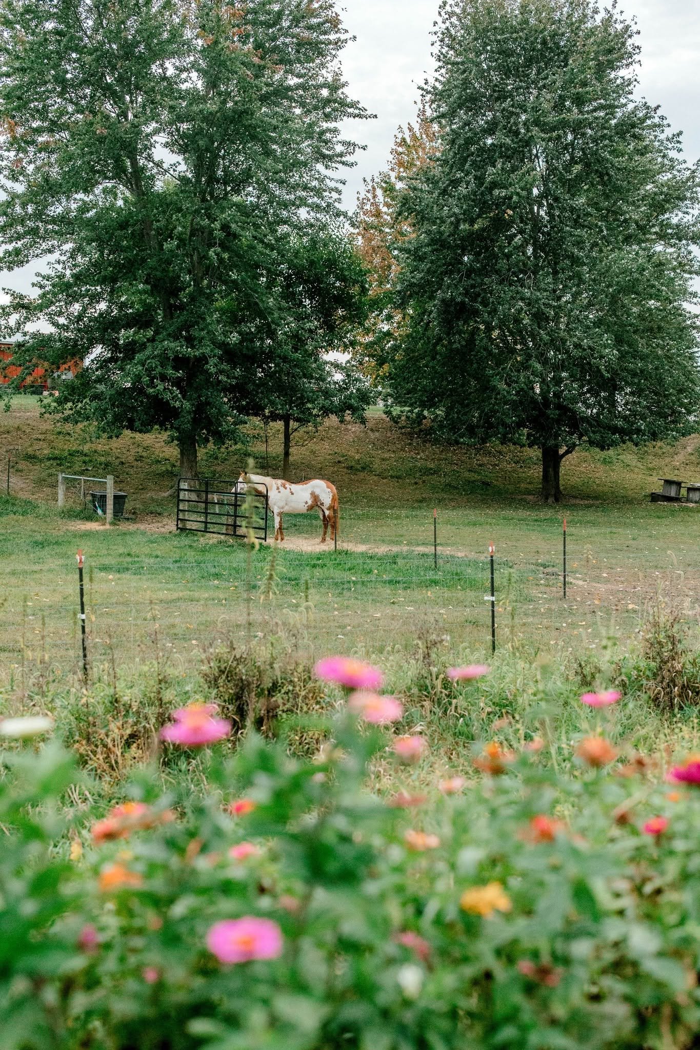 A horse with white and brown spots standing near a black gate in a grassy field, with three large trees in the background and pink flowers in the foreground.