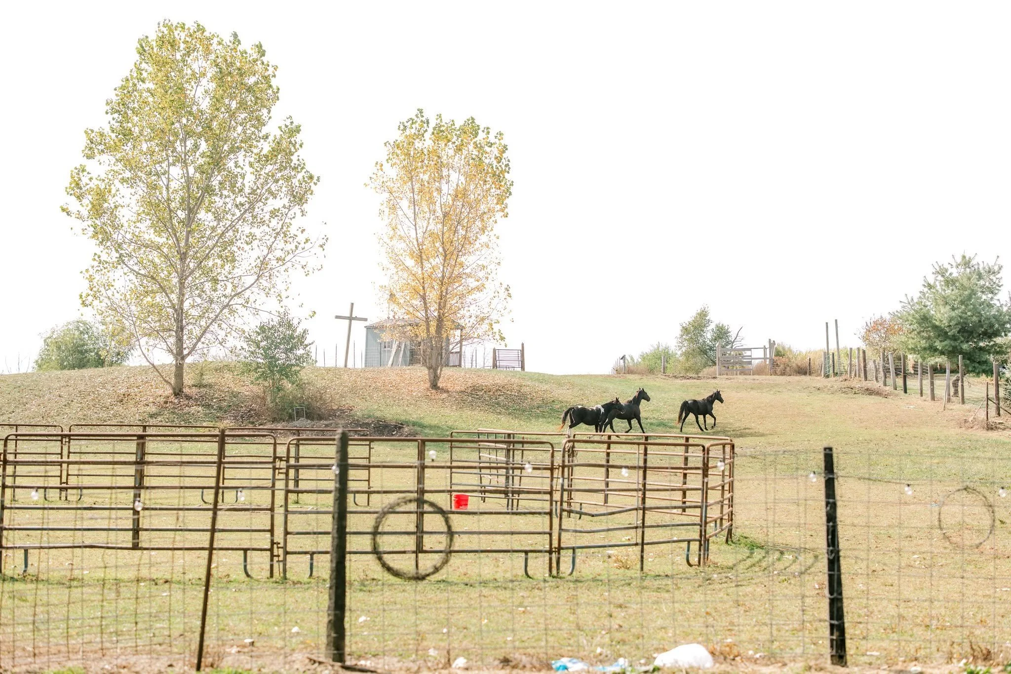 Open pasture with two trees, horses, and fencing, with a small building and fencing in the distance.