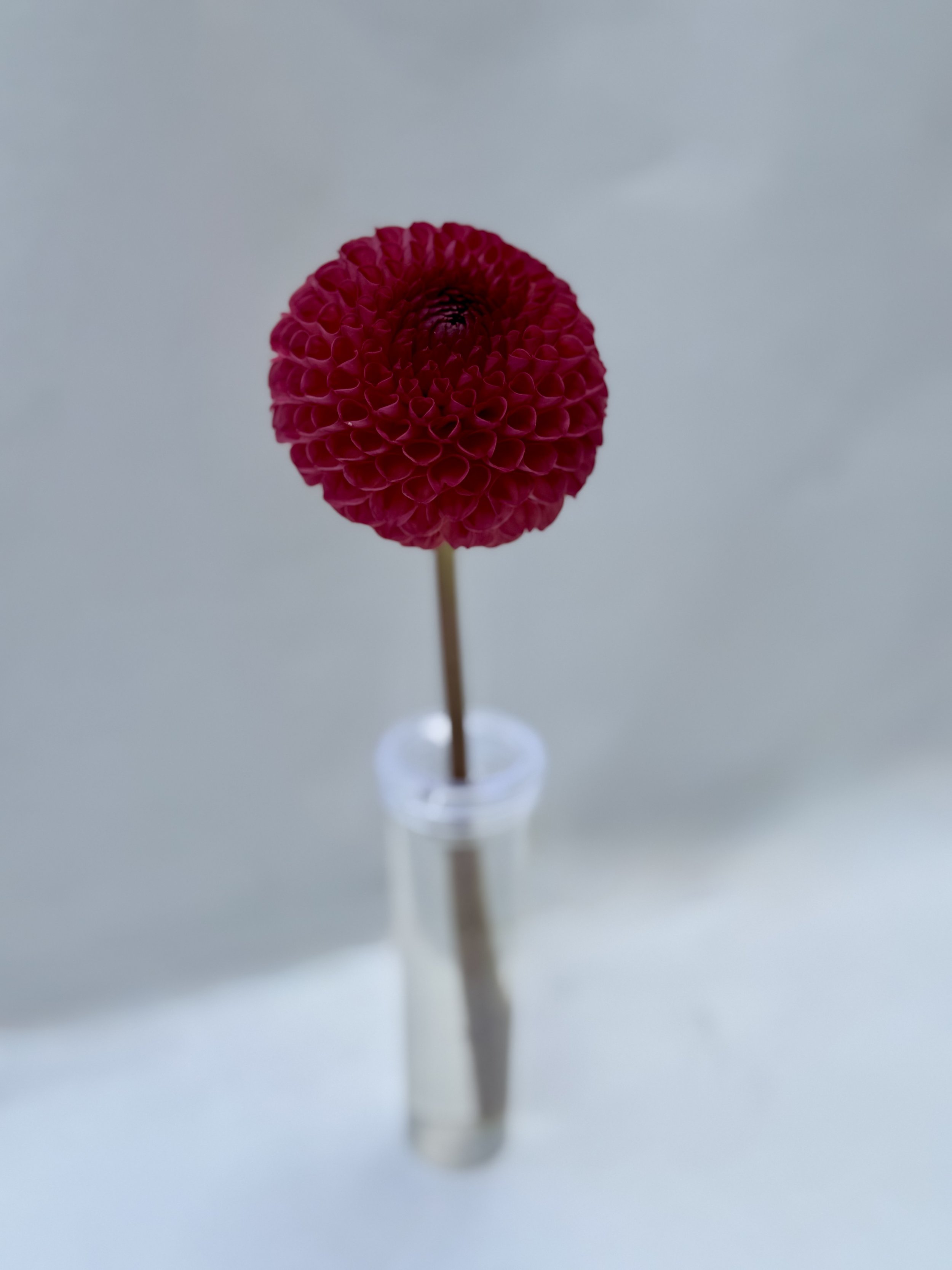 Single Blooms