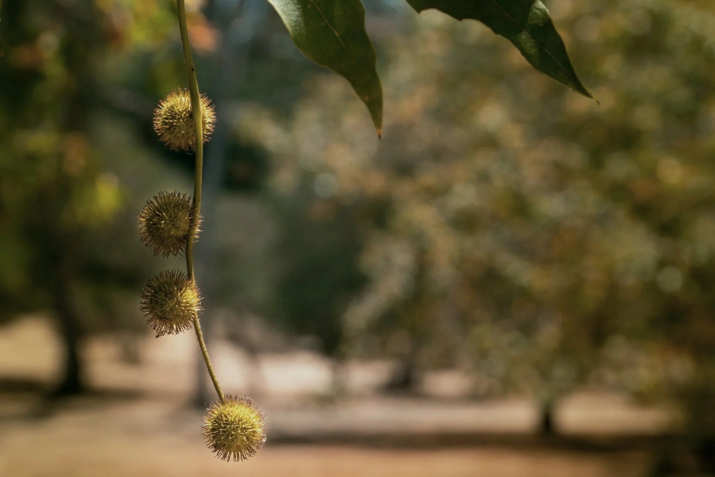 Meet the Sycamore Street Advisors, close-up of a branch with multiple spiky, round seed pods hanging from it, with blurred green leaves in the background.