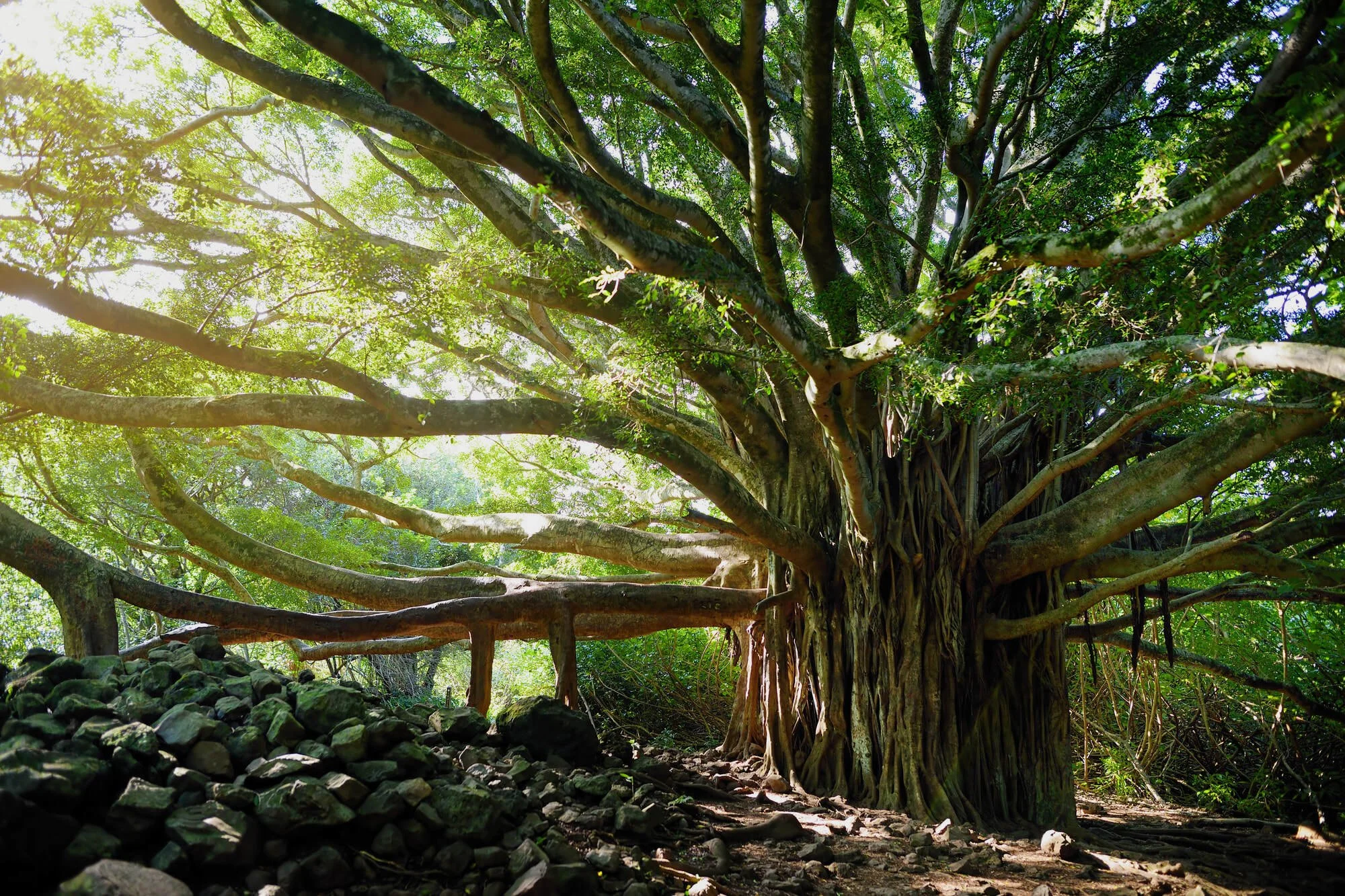 Why We Love Arbor Day!