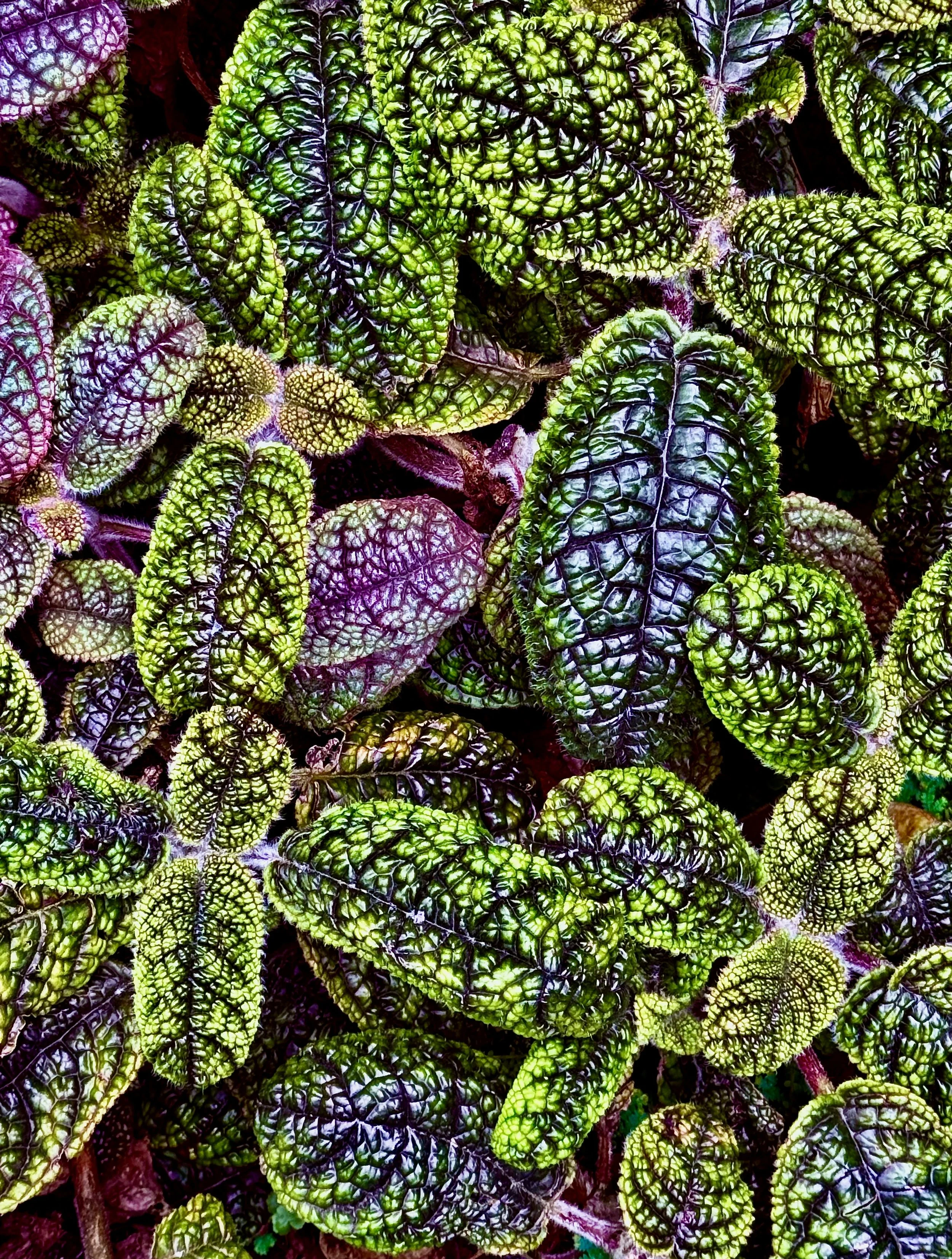 Close-up of colorful, textured leaves with a wrinkled appearance, predominantly green with purple and yellow accents.
