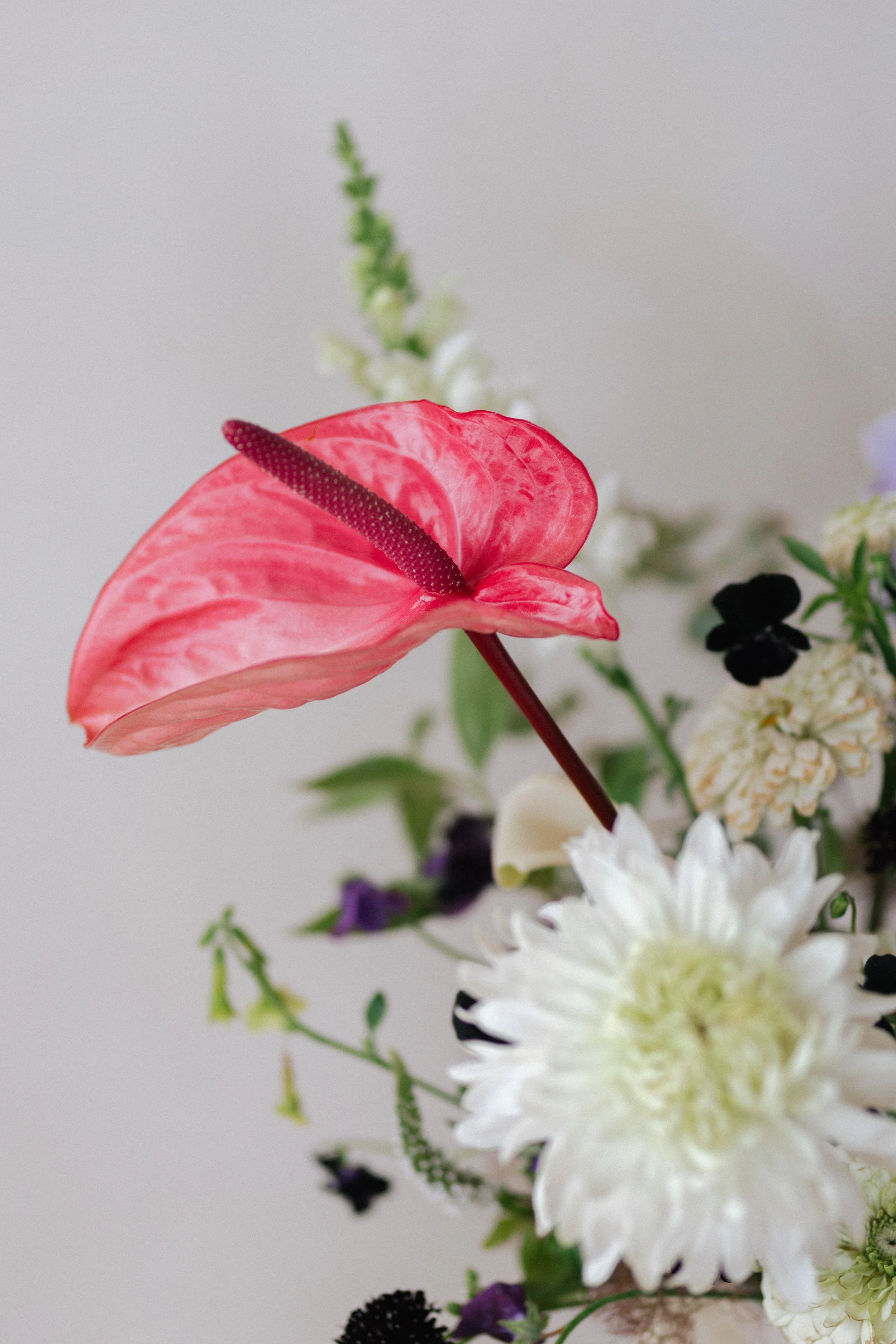 A floral arrangement featuring a prominent pink anthurium with a dark red spadix, white chrysanthemums, small purple flowers, and green foliage against a light gray background.