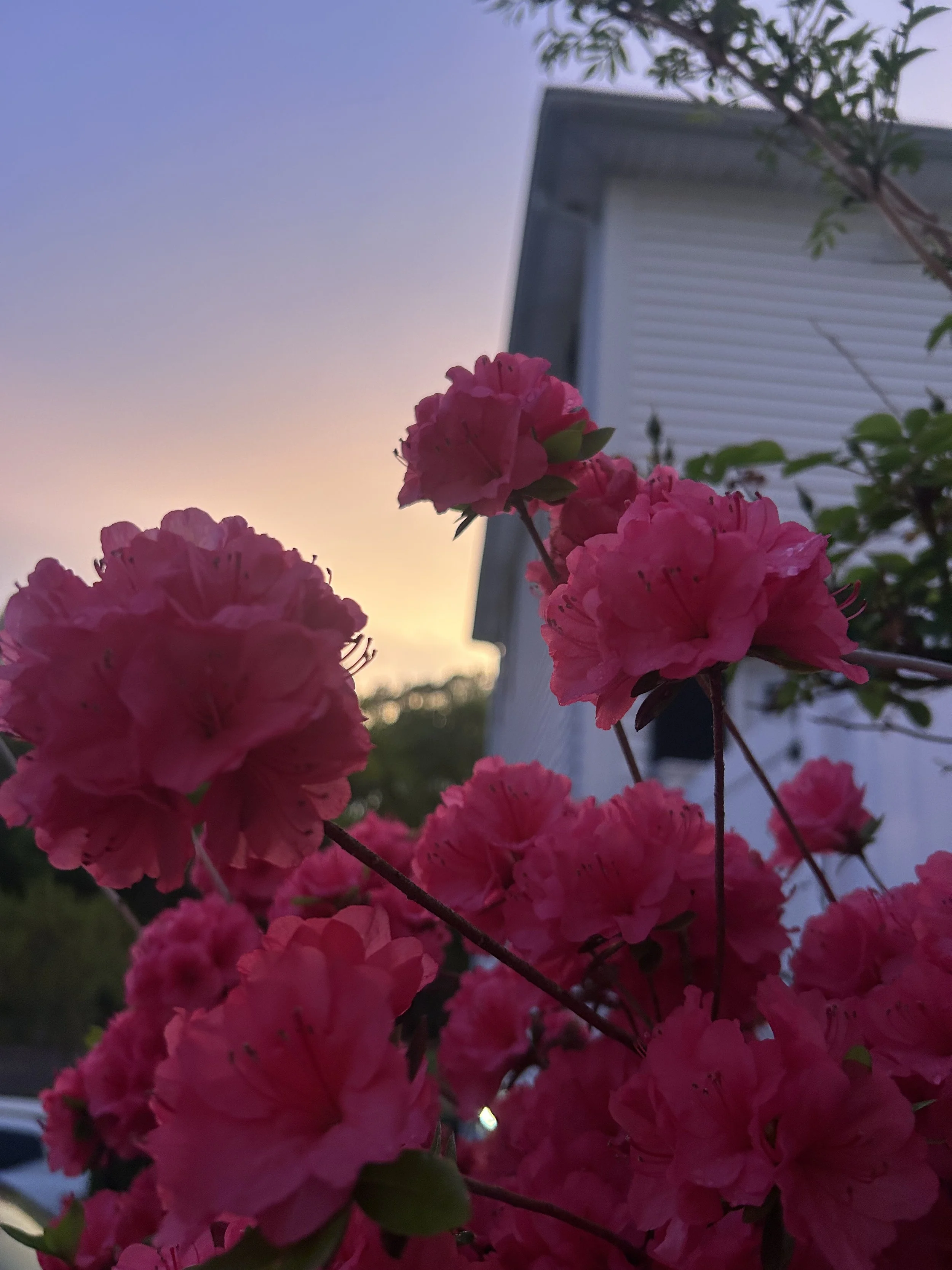 Close-up of vibrant pink flowers with green leaves against a backdrop of a house and a colorful sky at sunset.