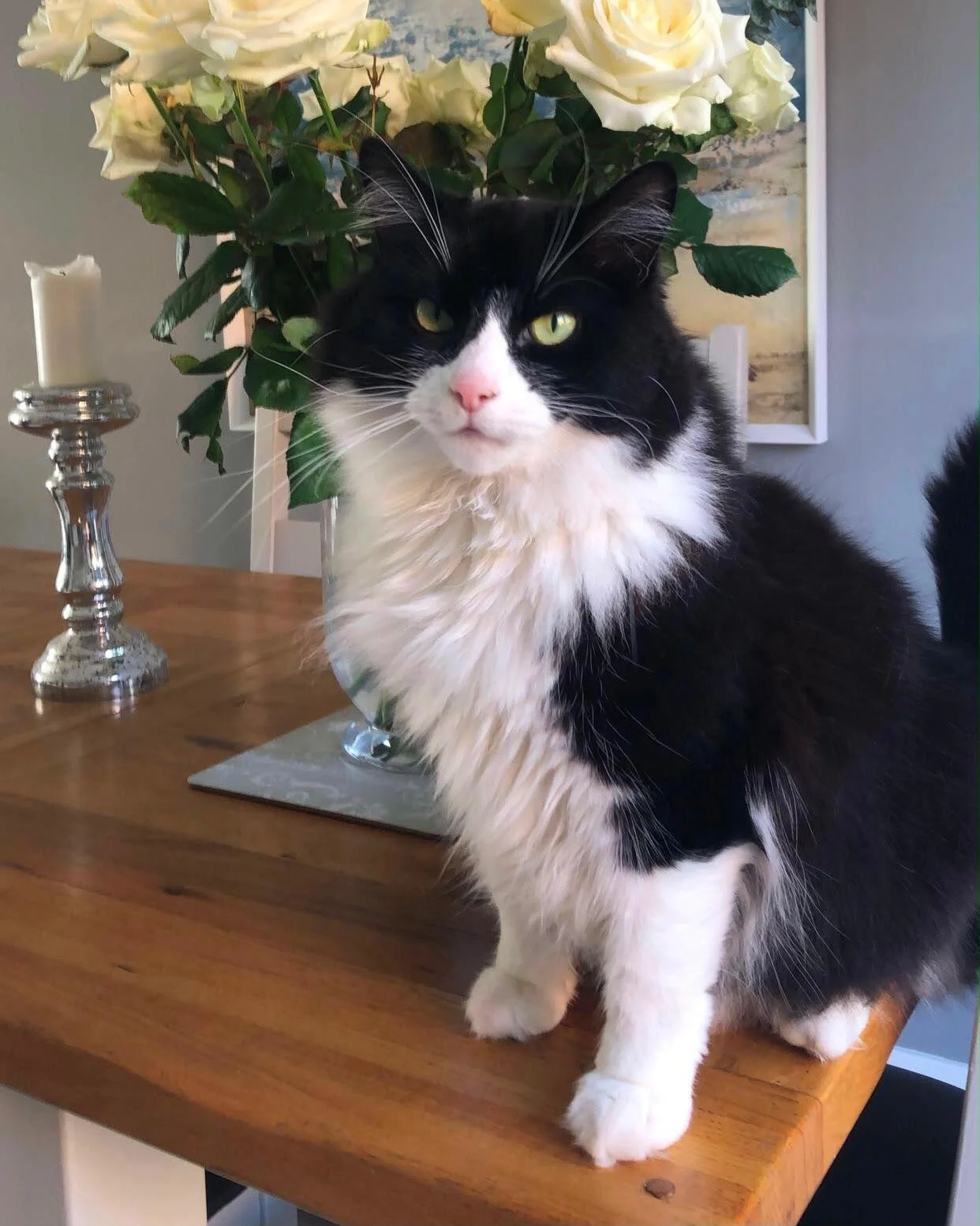 Milo, Julie's much-loved cat