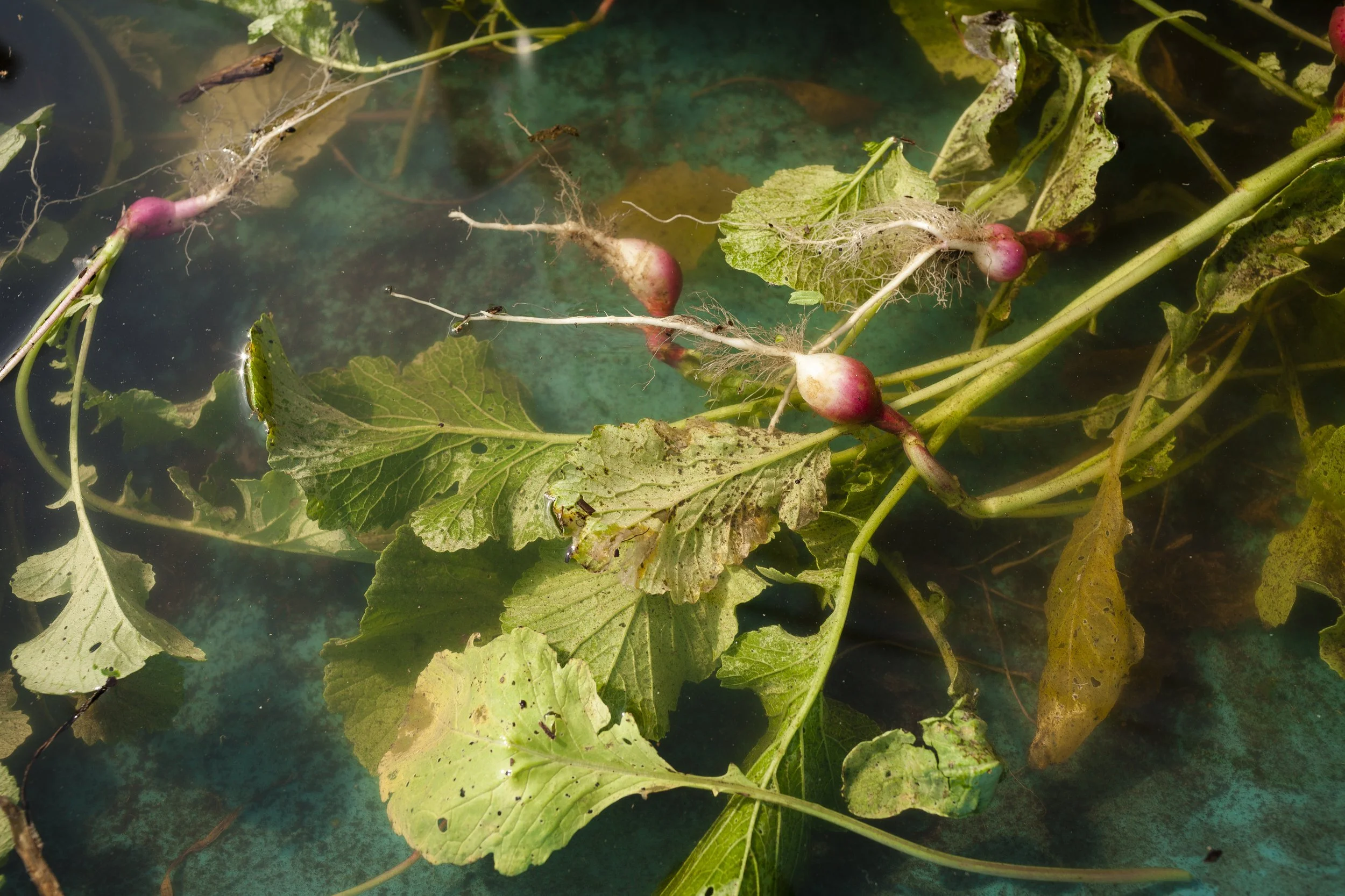 071820_GlobalGardenFarm-6.jpg