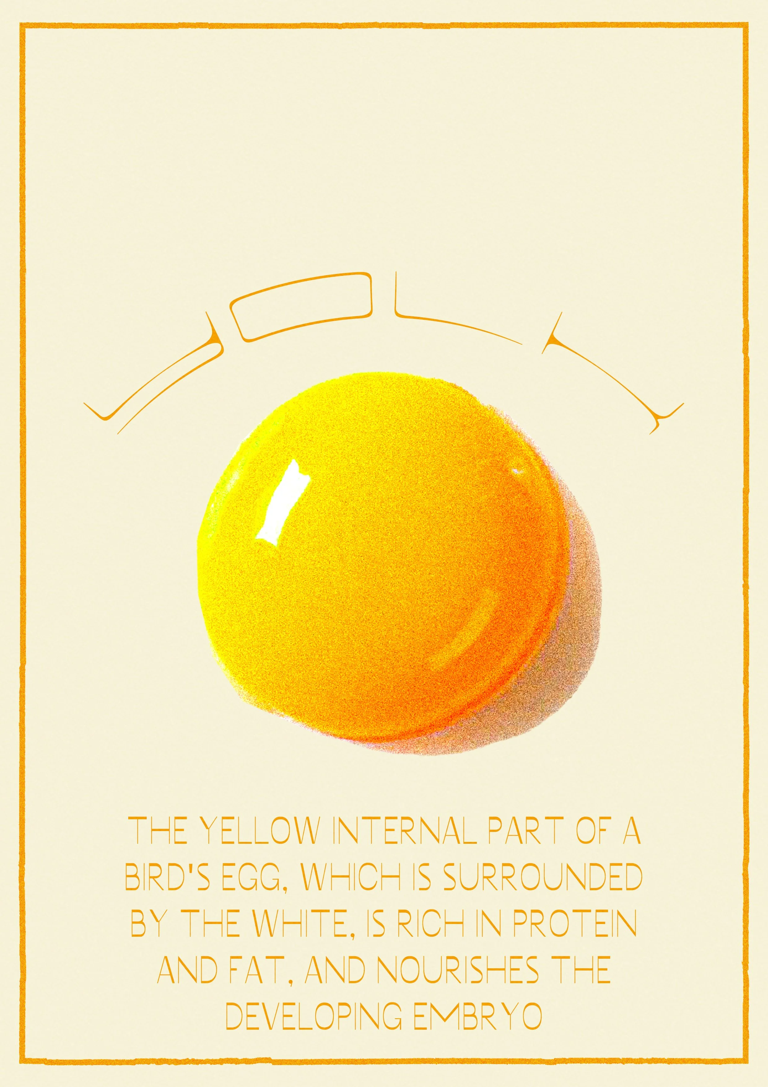 yolk.jpg