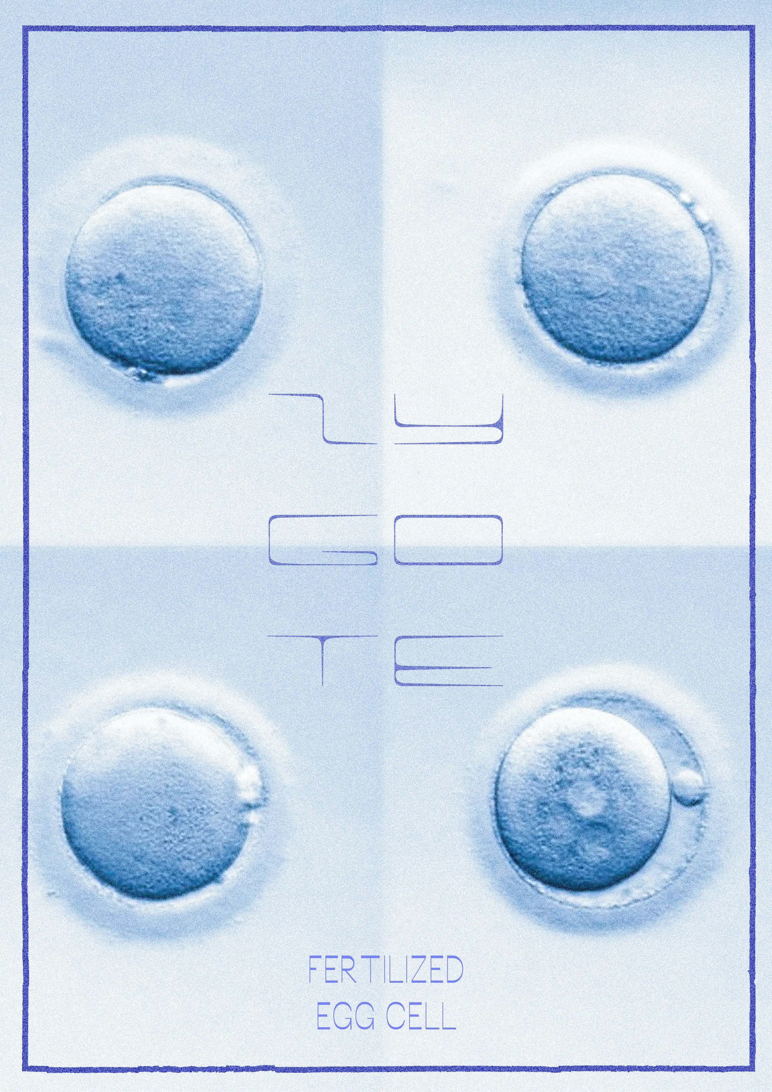 zygote.jpg