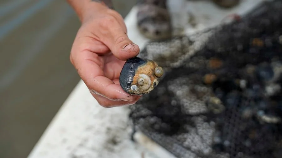 A person holding a sea shell with visible barnacles attached.