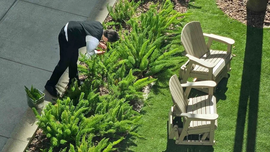 A person trimming or inspecting green plants in a garden near a sidewalk, with two beige Adirondack chairs placed on a grassy area nearby.