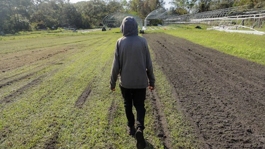A person walking through a farm with rows of young plants on the left and freshly tilled soil on the right, with greenhouses in the background.