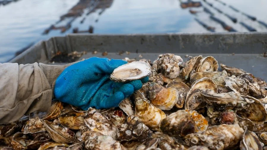 Close-up of a gloved hand holding an oyster shell over a container filled with oysters.