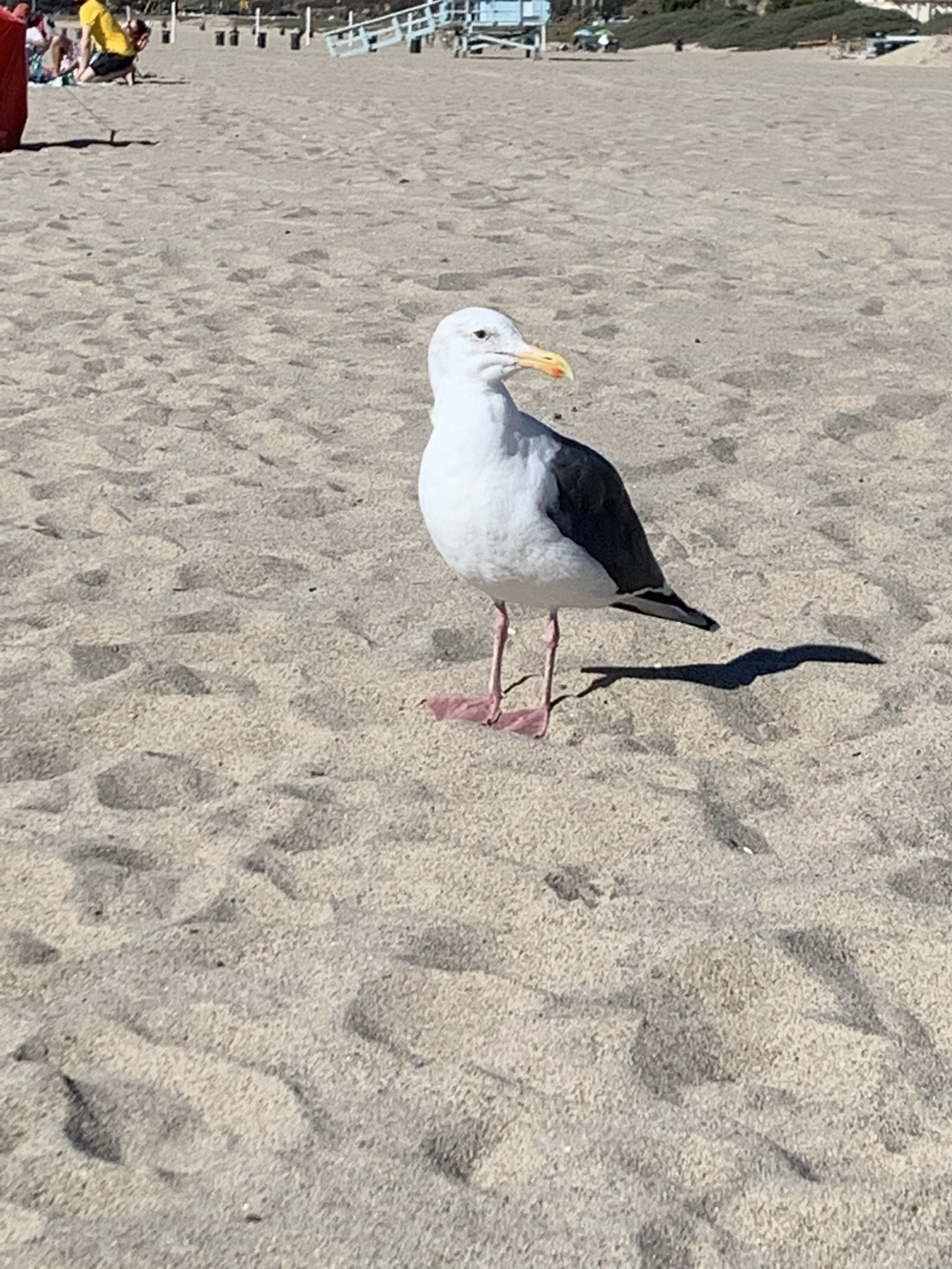 A seagull standing on sandy beach sand in Santa Monica with footprints and a shadow, in front of a beach scene with people and structures in the background.