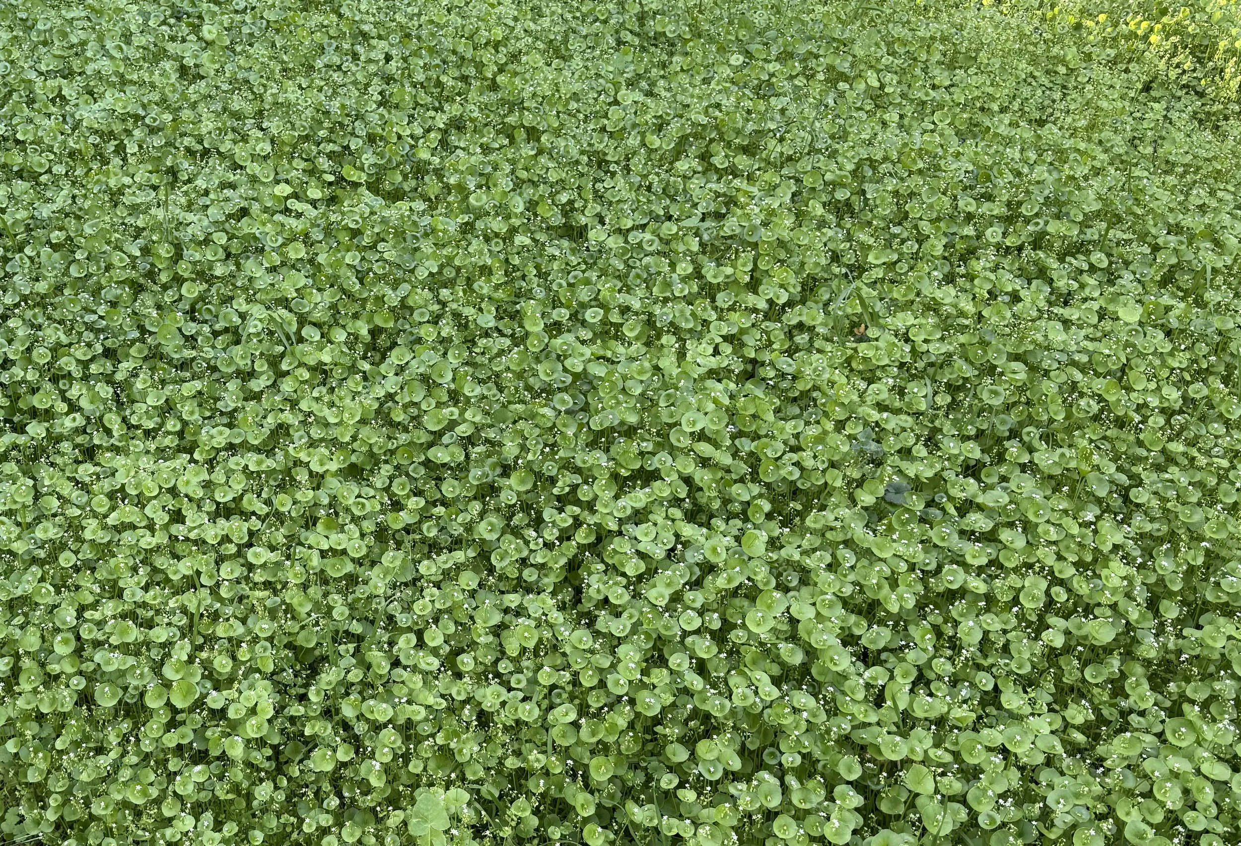 Green dicondra plants with small round leaves and tiny white flowers, covered with water droplets Sherman Oaks.