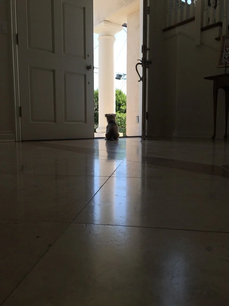 A small dog sitting indoors near an open front door, looking outside at a porch with a white column and green trees in the background in Pacific Palisades.