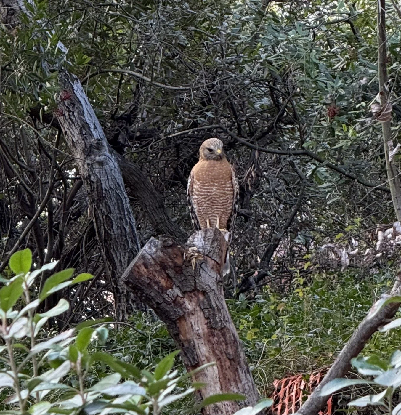 A hawk perched on a tree branch amidst dense foliage and intertwining branches in a wooded area off Laurel Canyon.