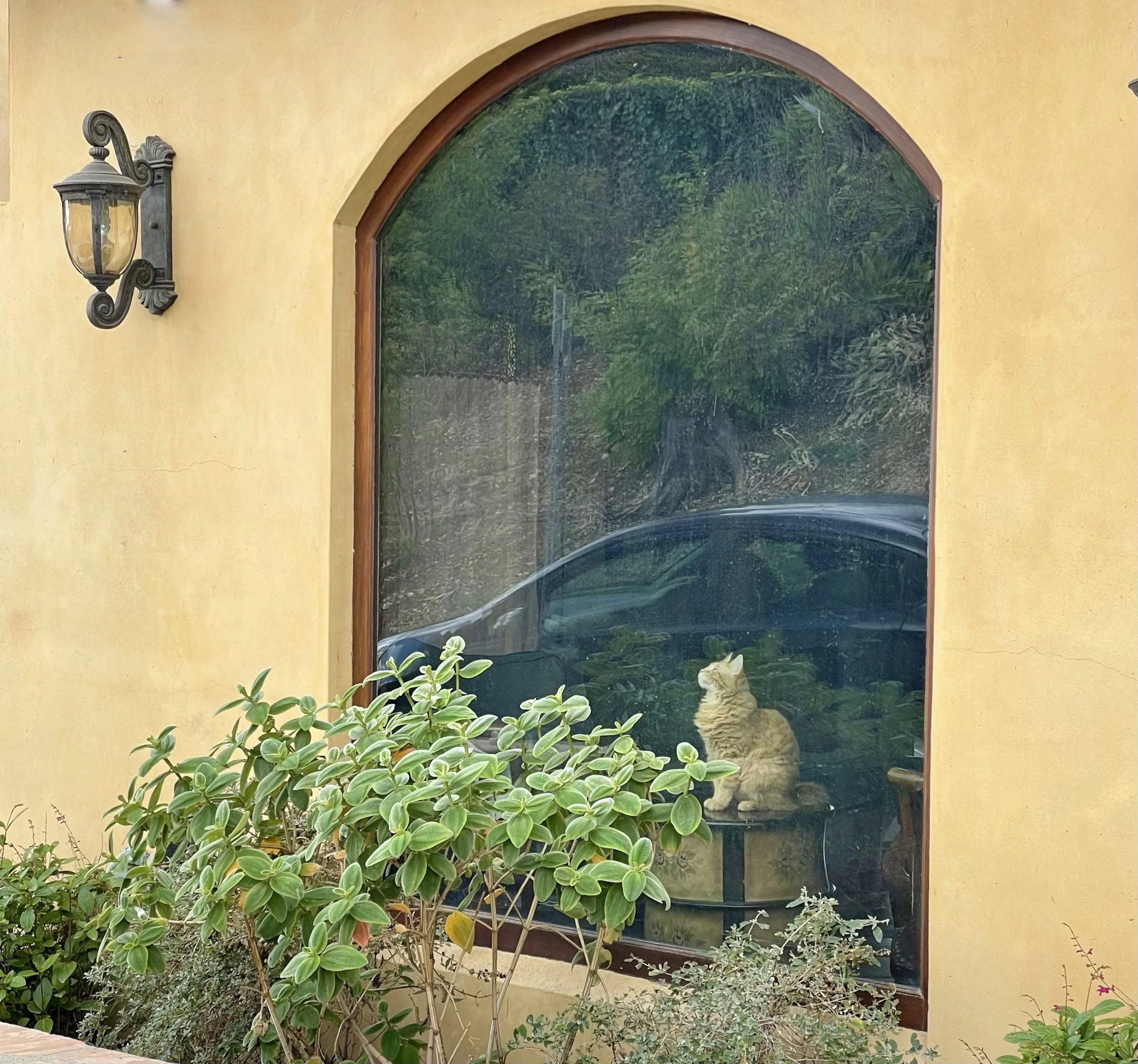 A decorative window with a rounded top set in a yellow wall, with a black outdoor lantern on the left and green plants below, Hollywood Dell.