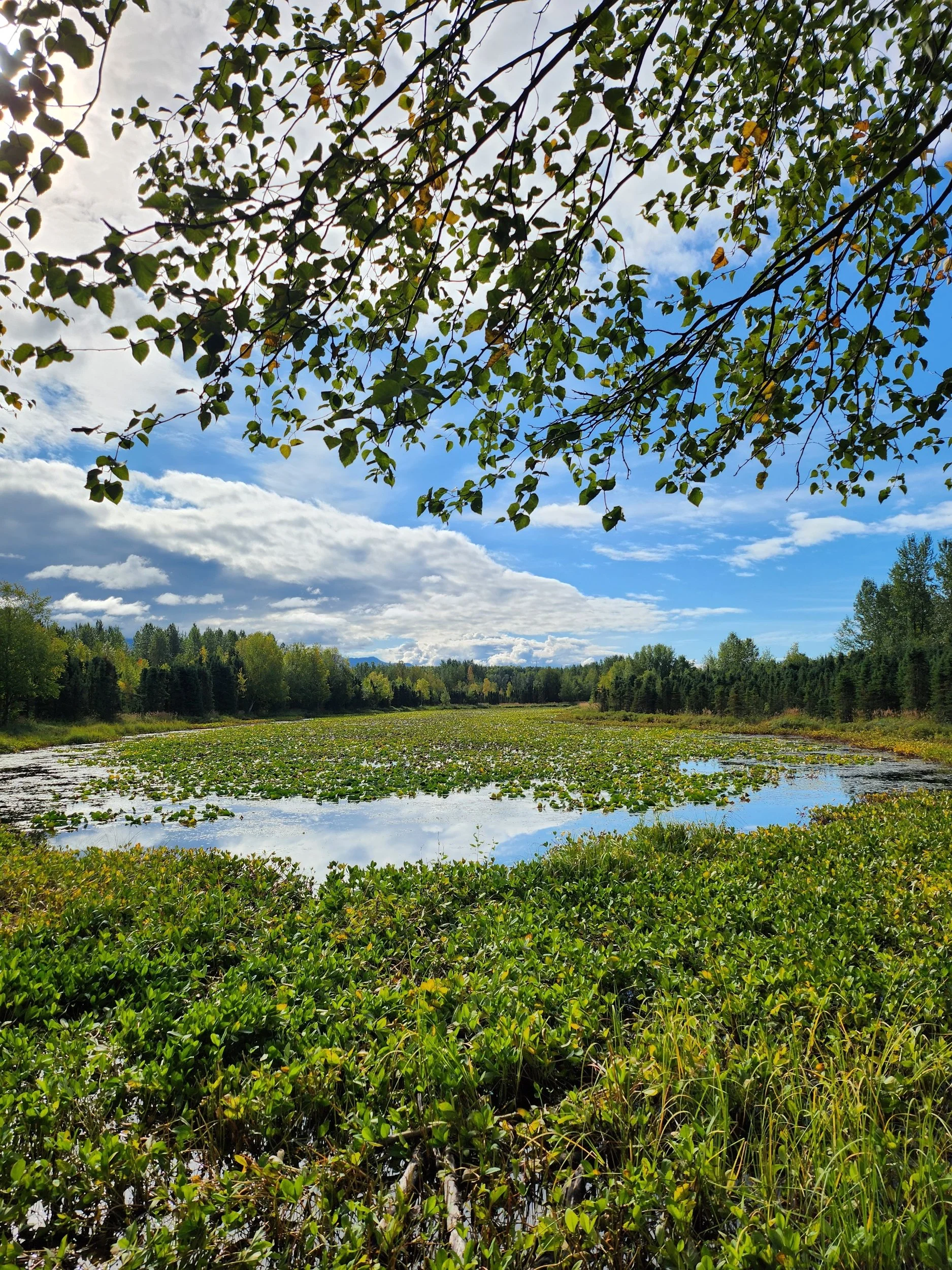A scenic view of a lush green wetland with water lilies, surrounded by trees under a partly cloudy sky.