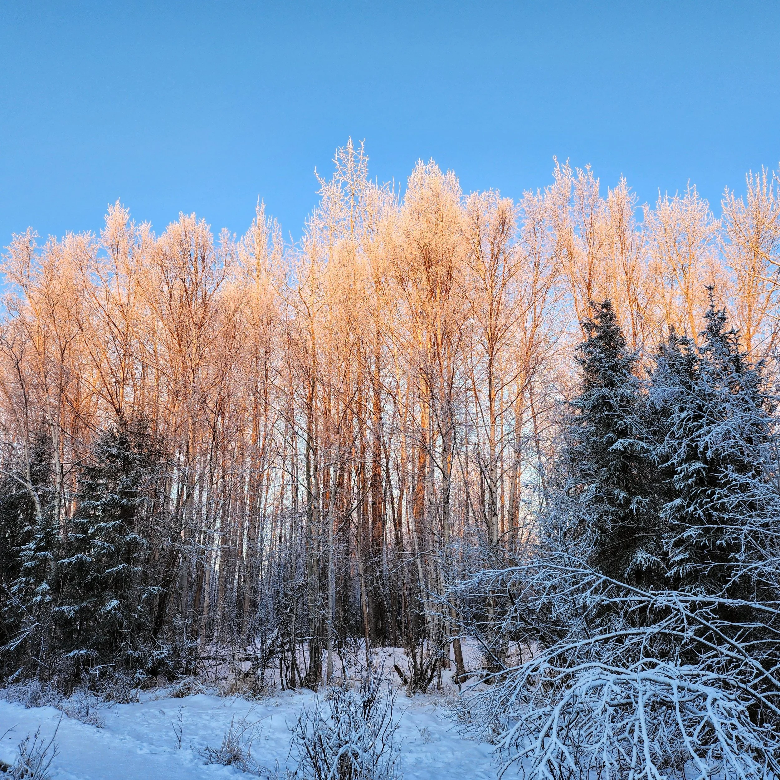 Baxter Bog Winterscape.jpg