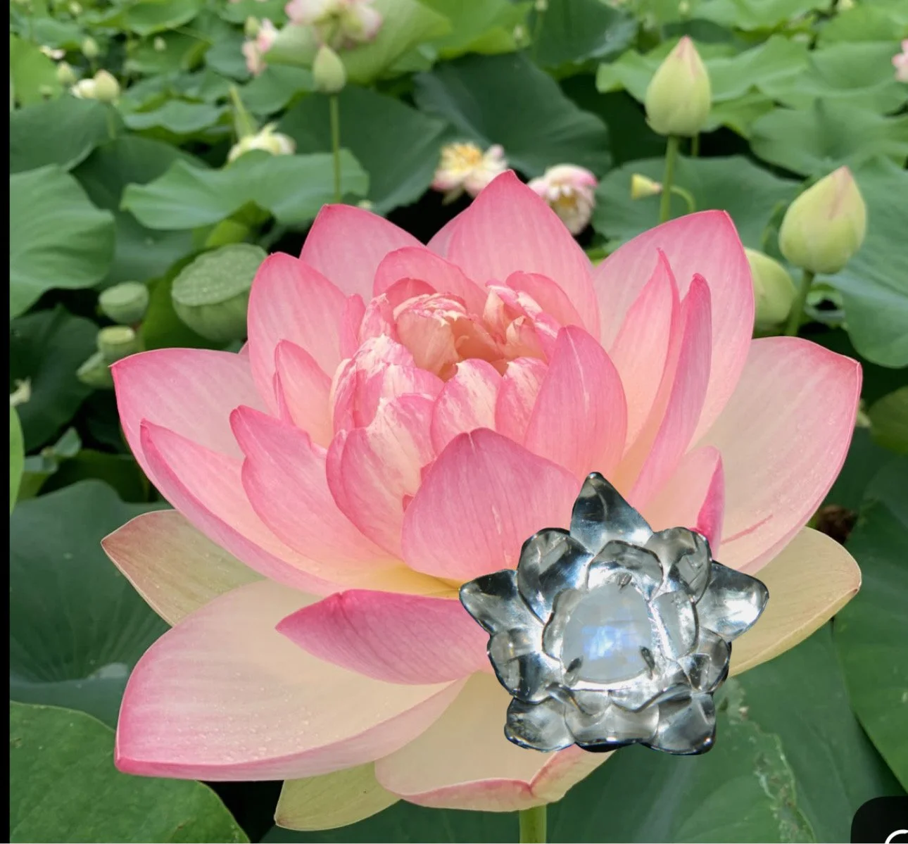 Pink and cream-colored lotus flower with a metallic decorative object on it, surrounded by green leaves and lotus buds.