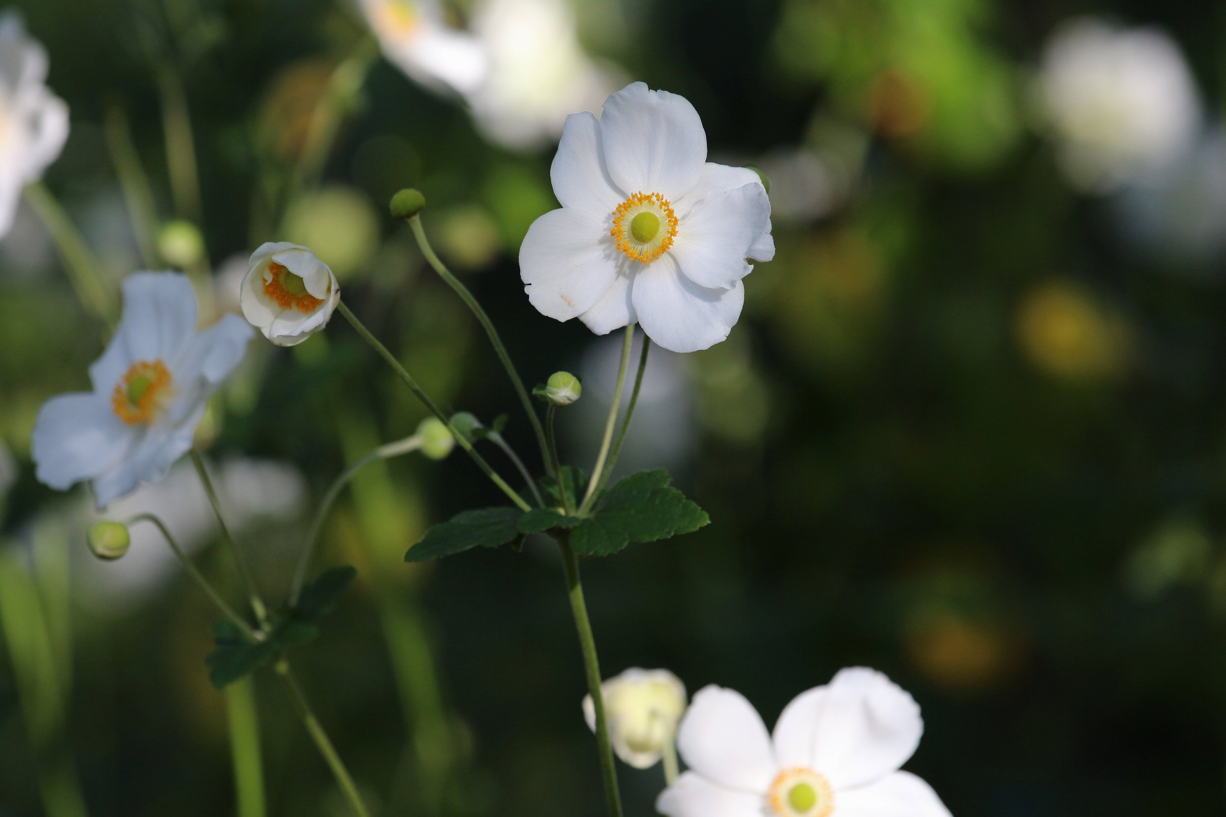 Late-season design is all about layering. Japanese anemones add vertical interest and airy movement to a bed long after spring bloomers have faded. Proof that a well-planned garden never runs out of moments.

Pictured: Anemone x hybrida 'Honorine Job