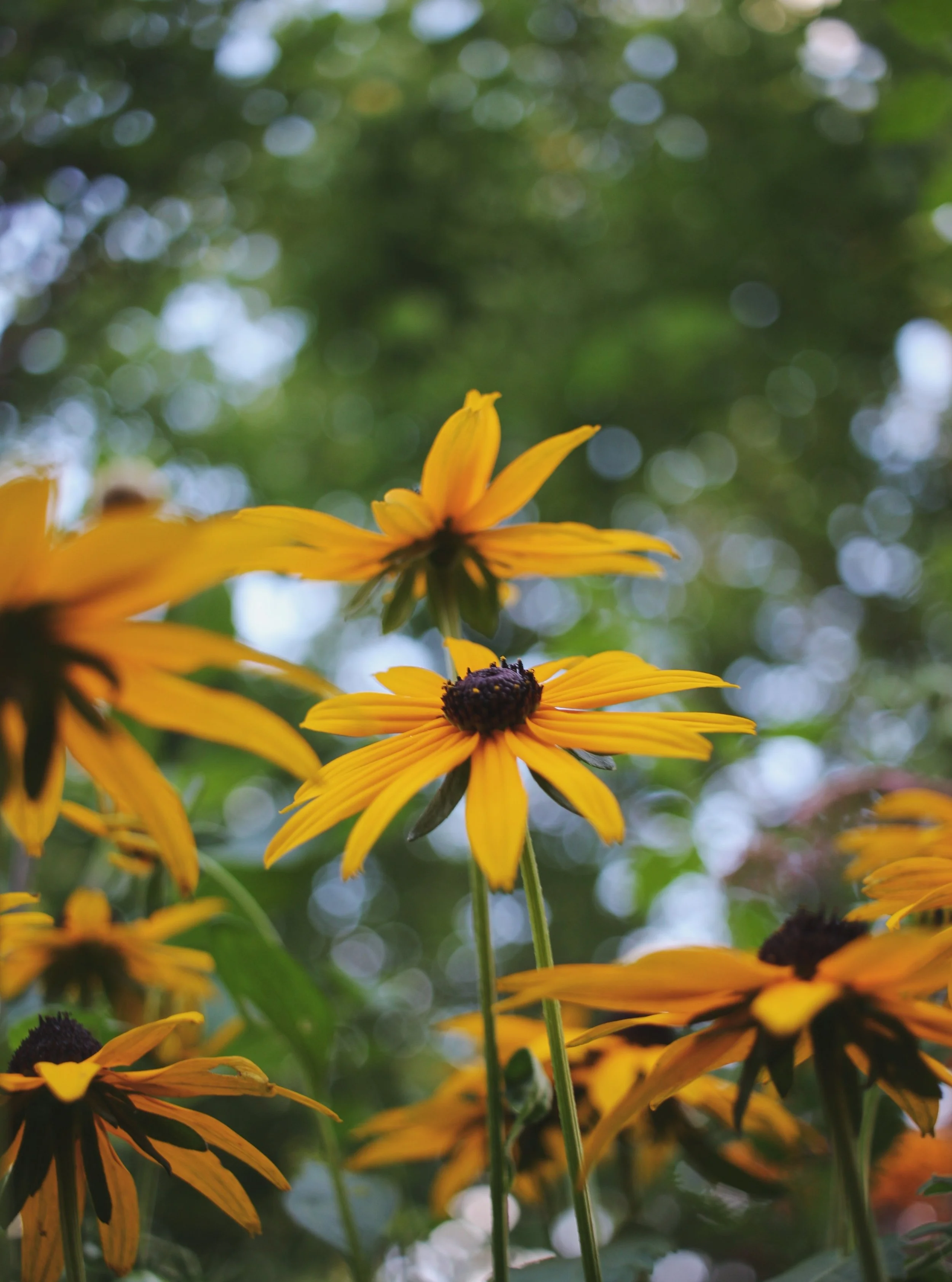 Rudbeckia bringing that late-summer pop of gold &mdash; a small, joyful reminder that the garden still has plenty to give as the season turns.