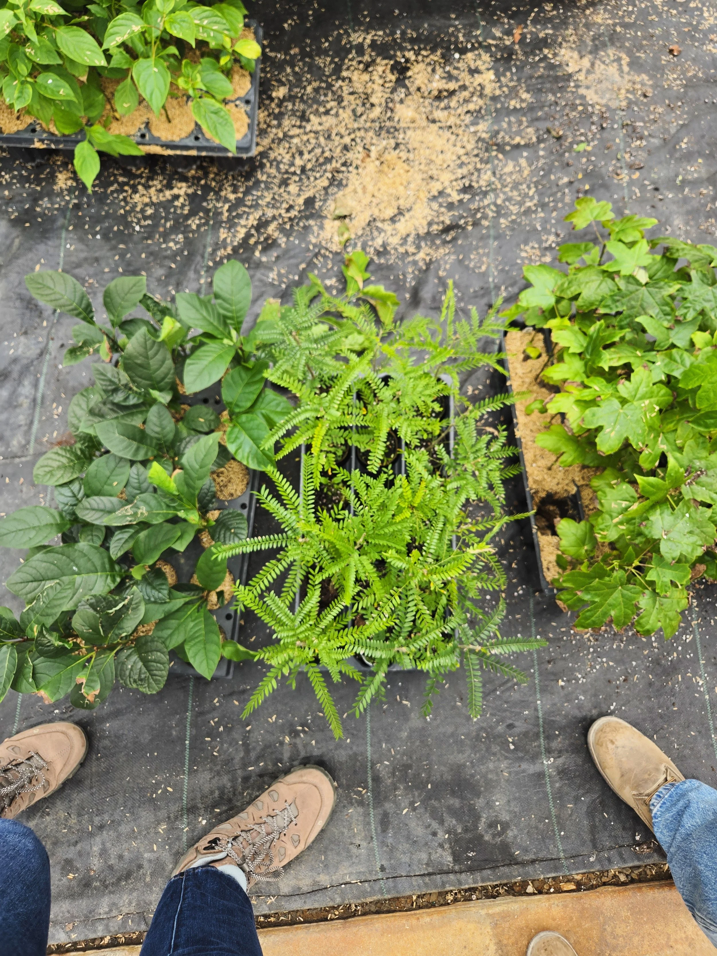 Yesterday we spent the day at NVK's Thriving Landscape Tree event &mdash; one of Canada's largest wholesale nurseries &mdash; walking through every stage of their tree-growing process, from greenhouse to field.

What stood out most: the strategies th