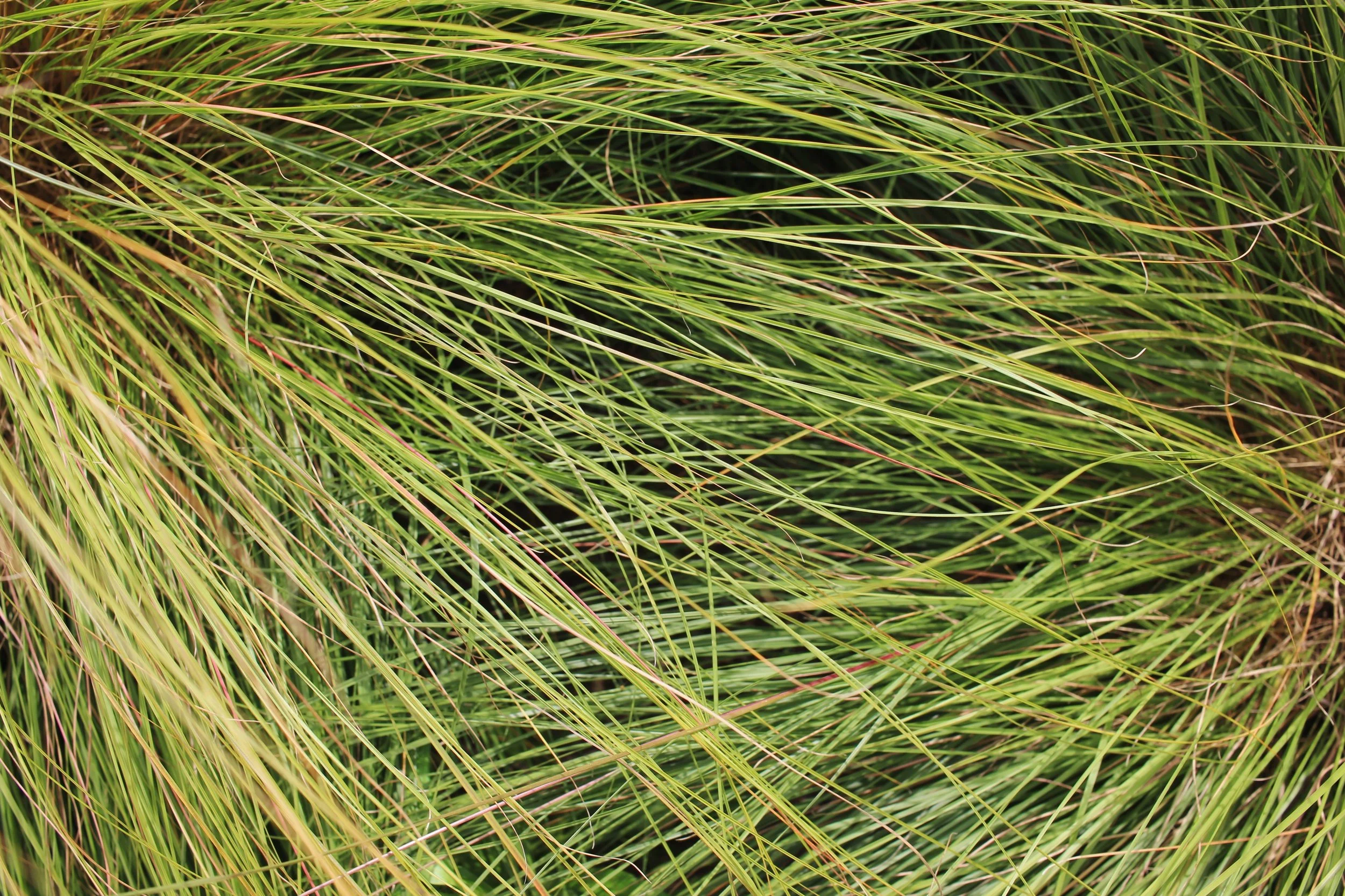 Fall is when the grasses earn their keep &mdash; catching light, holding movement, softening everything around them. The quiet texture that makes a garden feel alive. 

Pictured: sporobolus heterolepis
