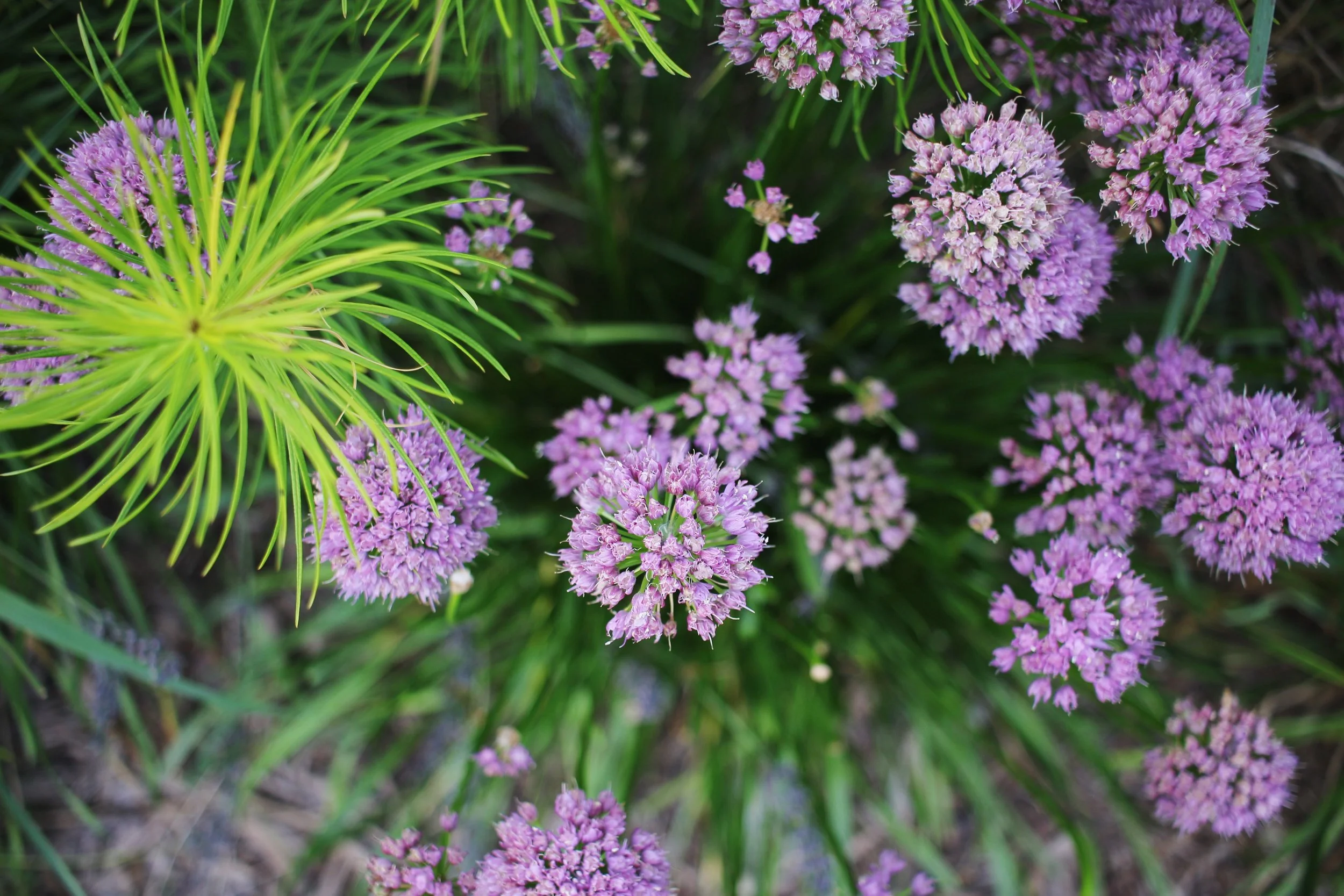 Millenium allium, a delightful summer bloom for garden borders.