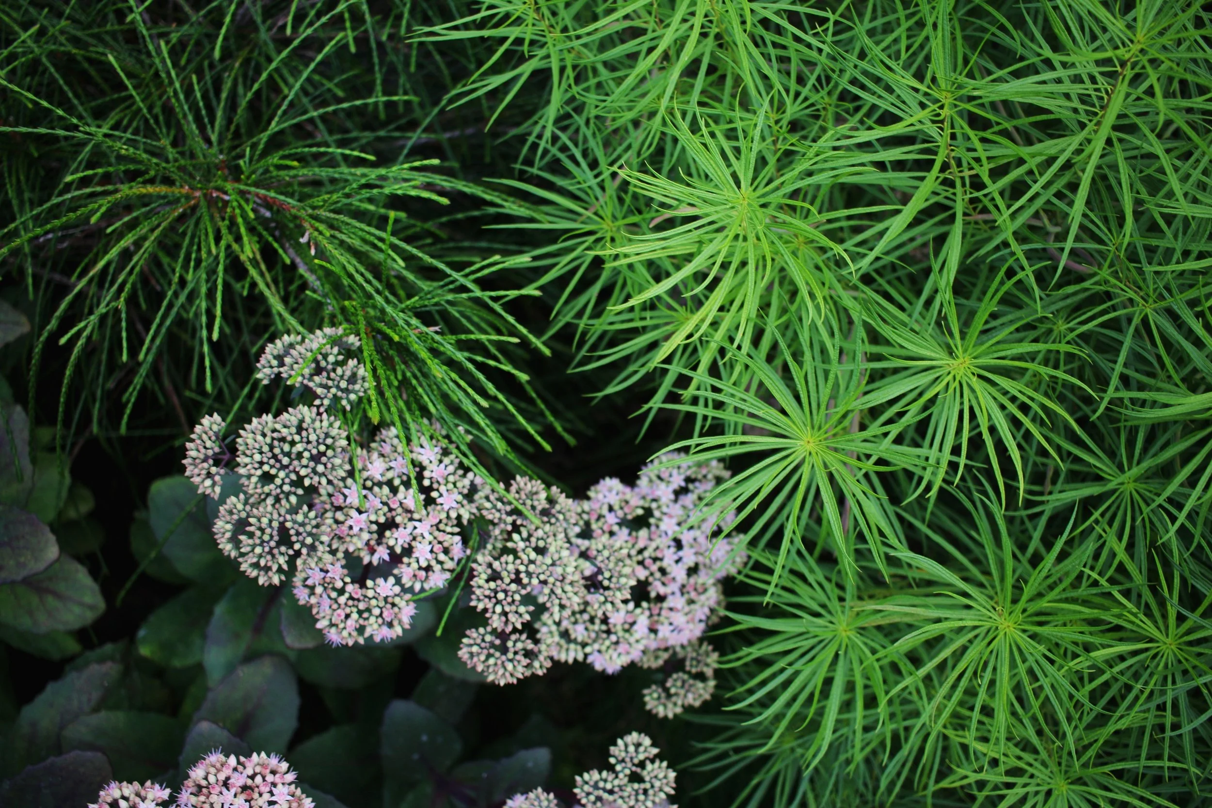 We love a plant palette that has texture and movement.

Pictured: amsonia hubrichtii, sedum 'Matrona', thuja plicata 'Wipcord'